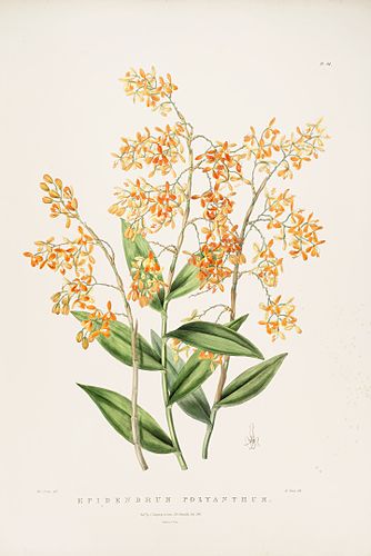 Epidendrum polyanthum